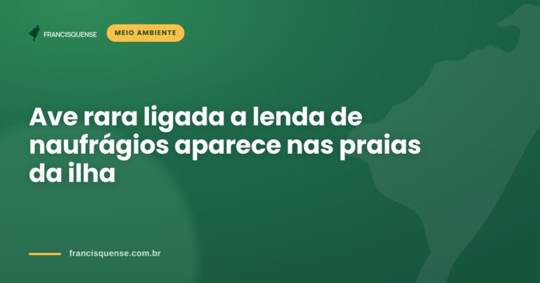 Capa do Francisquense sobre ave rara alma-de-mestre nas praias da ilha