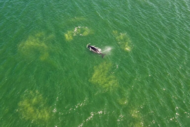 Baleias surpreendem banhistas e voltam a dar espetáculo no litoral de Santa Catarina